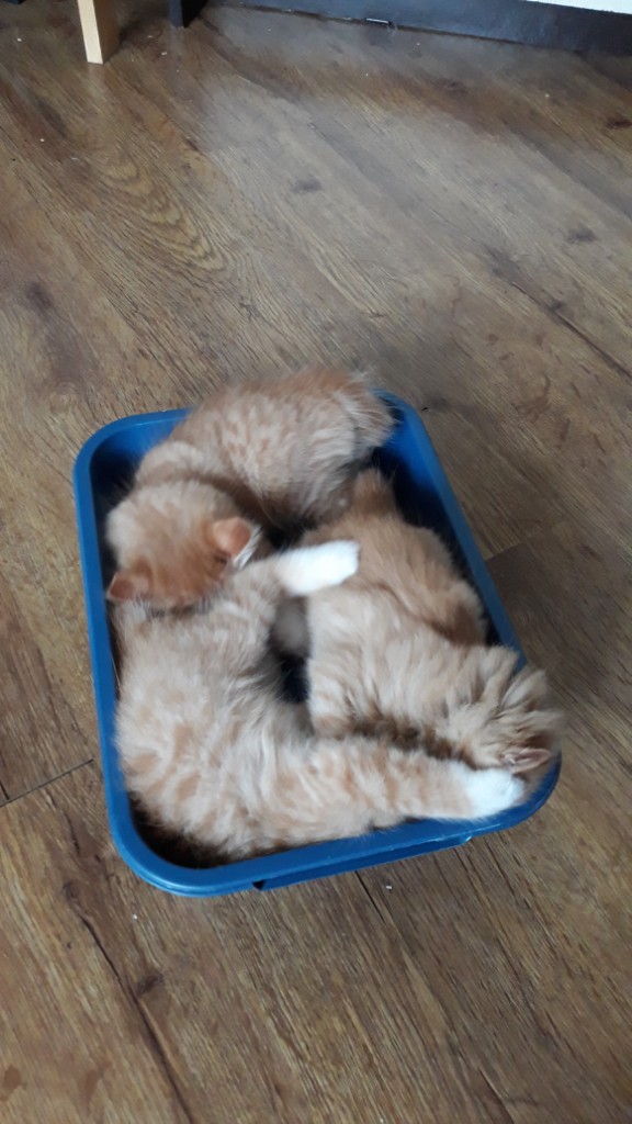 Котовторник 07.08.2018