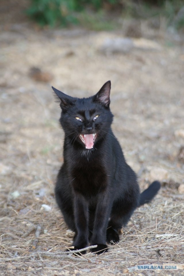 Котовторник!