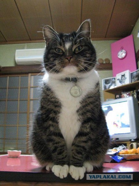 Котовторник объявляется открытым!