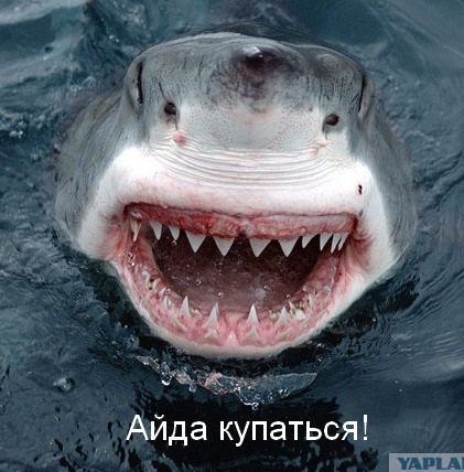 Большая. Белая. Дружелюбная?