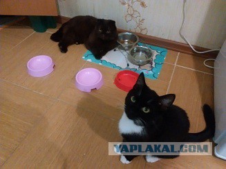Котовторник 27.11.2018