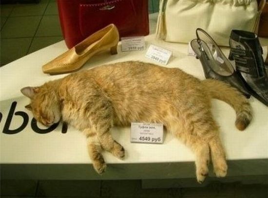Котовторник!