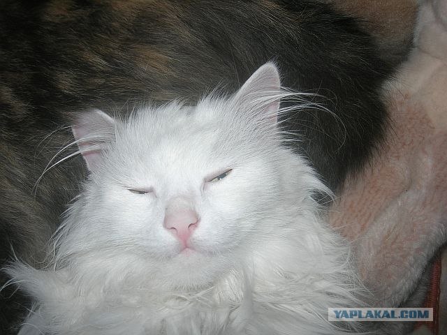 Котовторник 17 января