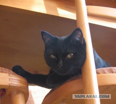 Котовторник 24.04.2012