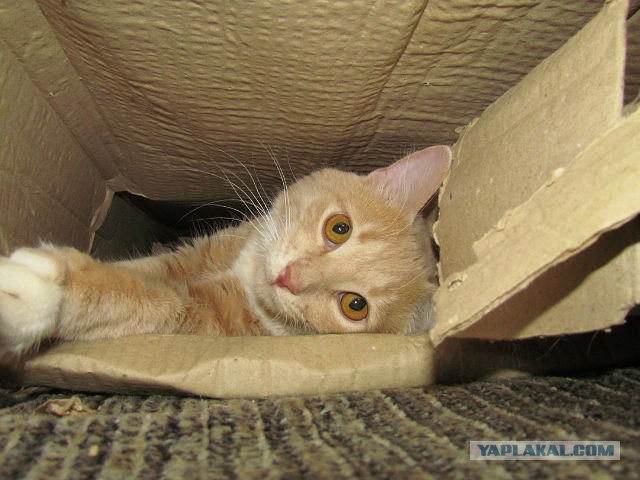 Котовторник 29.05.2012