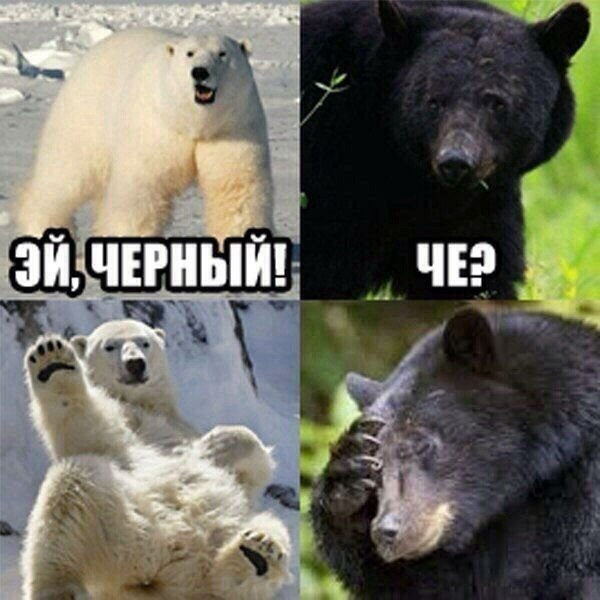 "Зовите медведя" кричат в интернете!