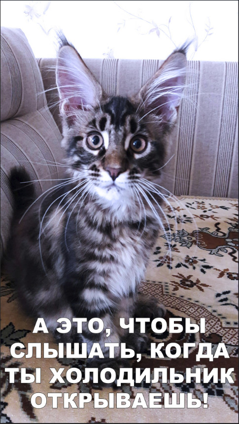 Забавные фото котеек