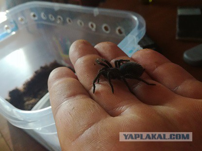 Немного о птицеедах
