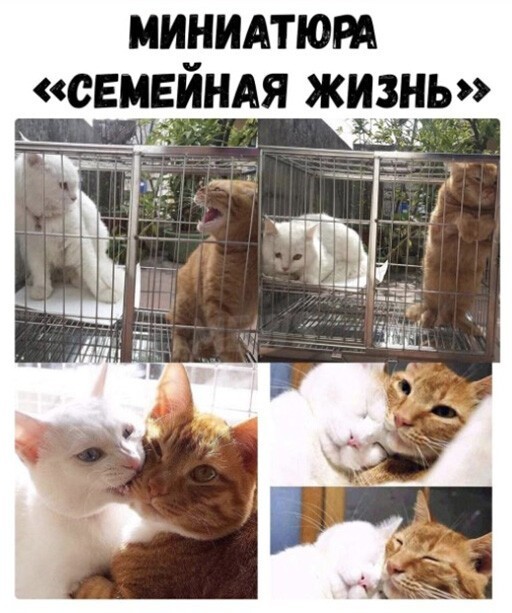 Картинки и мемы для настроения 004