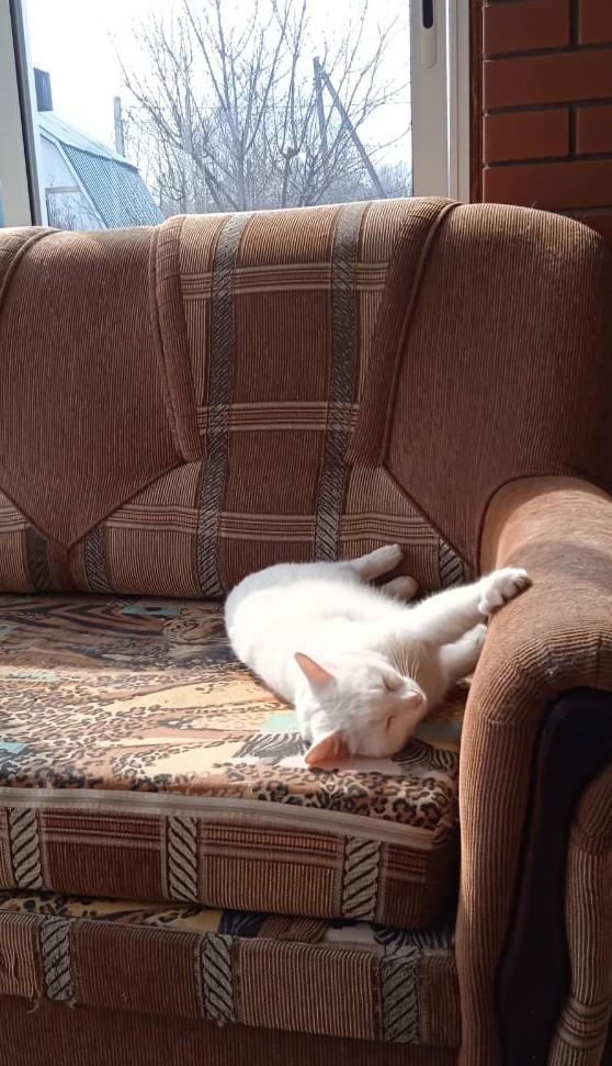 С праздником и котофторником!