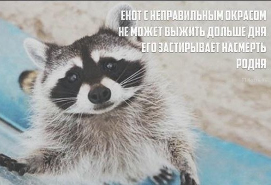 Пирожки