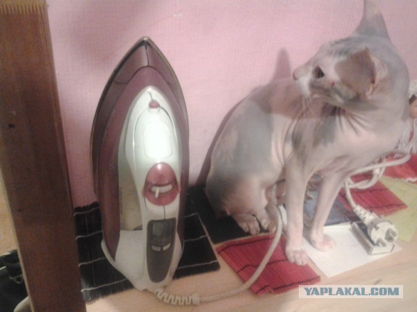 Котовторник 26.03.2013