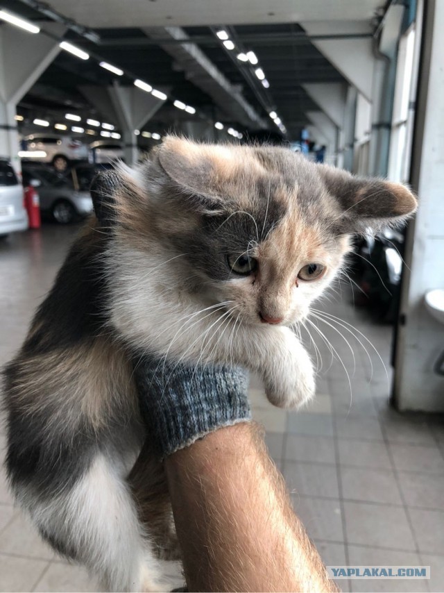 Опоздал к котовторнику, но все же...