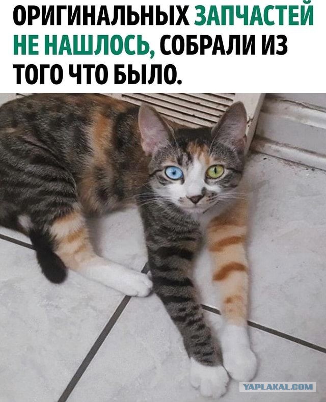 Красавец