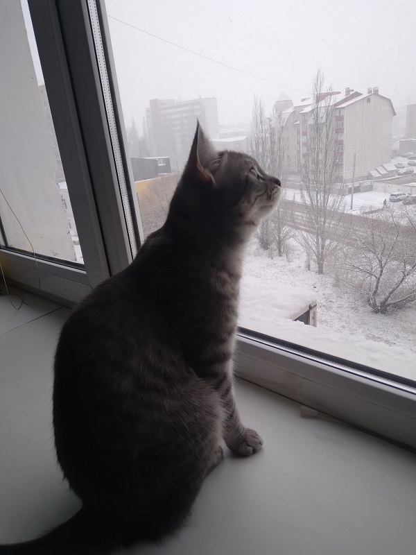 Котовторник 05/11/2024