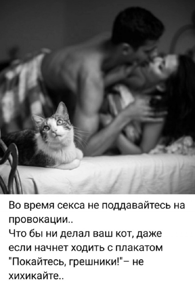 К котовторнику: подборка картинок-баянов с котиками и про котиков. Выпуск 13