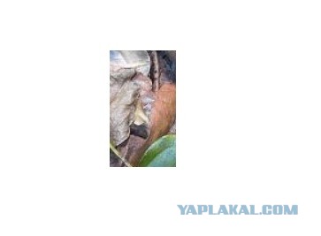 Картинка с загадкой