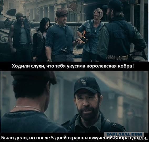 В Хорватии гадюка умерла после того, как укусила пьяного мужчину