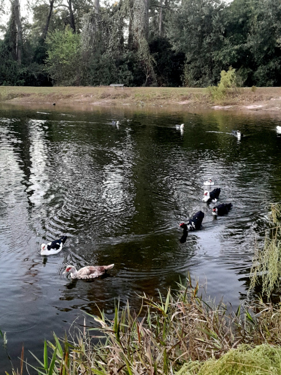 Техас готов к Хэллоуину