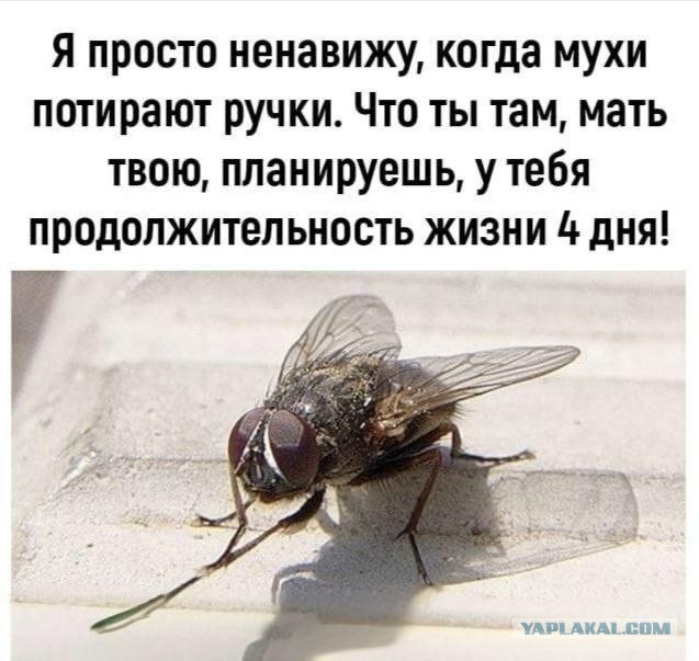 Картинки для деградации 126 (разной степени свежести)