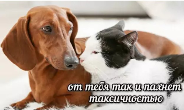 К котовторнику: подборка картинок-баянов с котиками и про котиков. Выпуск 36.