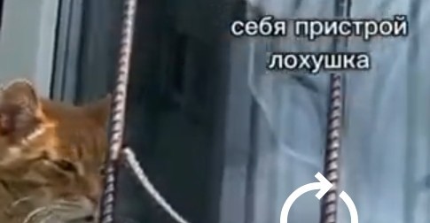 Хитрый рыжий кот обманул россиянку
