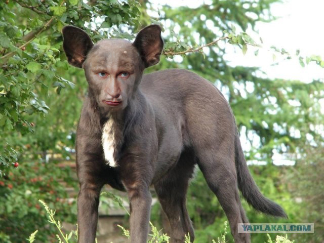 На Крещатике нашли собаку похожую на Путина