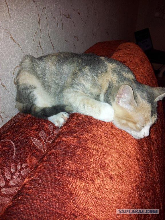 КотоПост