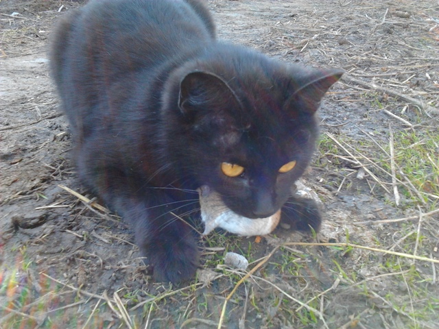 Котовторник 22.04.2014