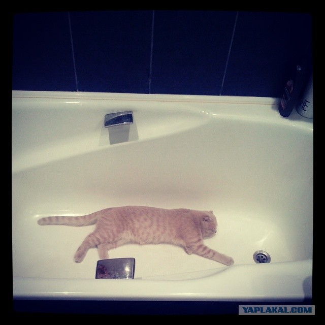 Котовторник 29.04.14.