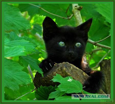 Плюсомет со шпалометом