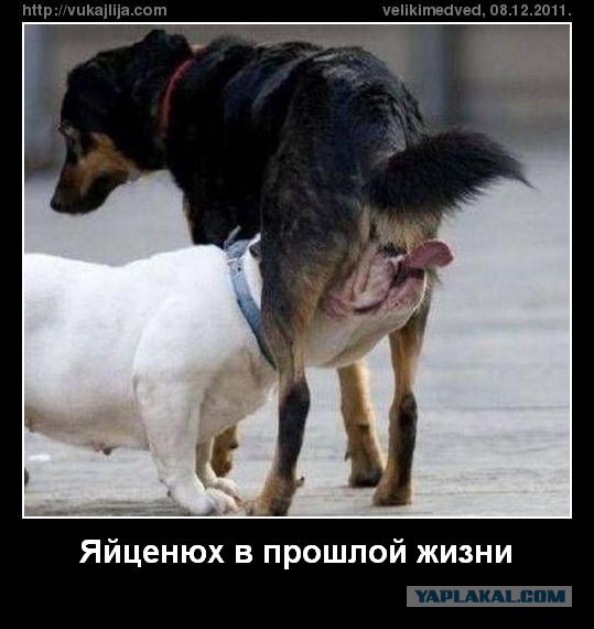 Жабы на яйценюха