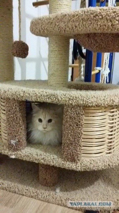 Котовторник 29-09-2015,