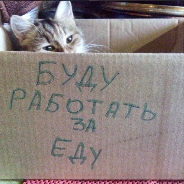 Котовторник