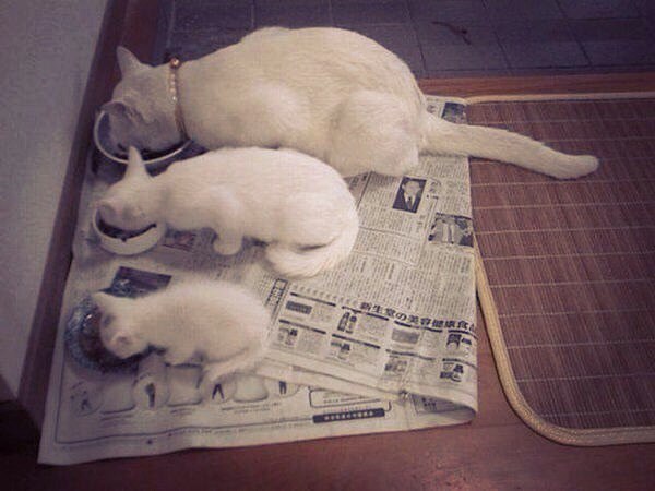 Веселые картинки