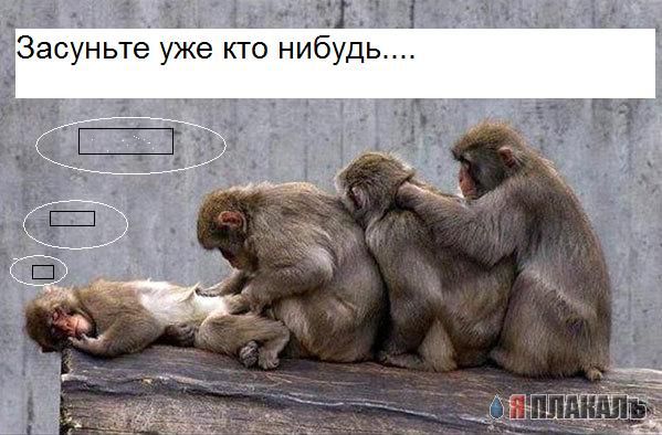 ОБЕЗЬЯНЫ. Все про обезьян