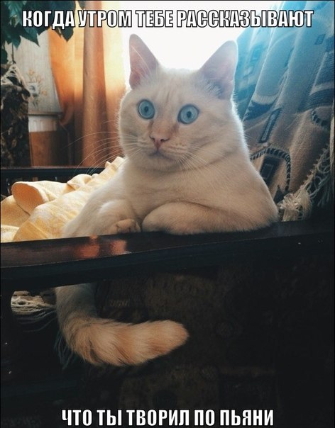 Смешные картинки с надписями