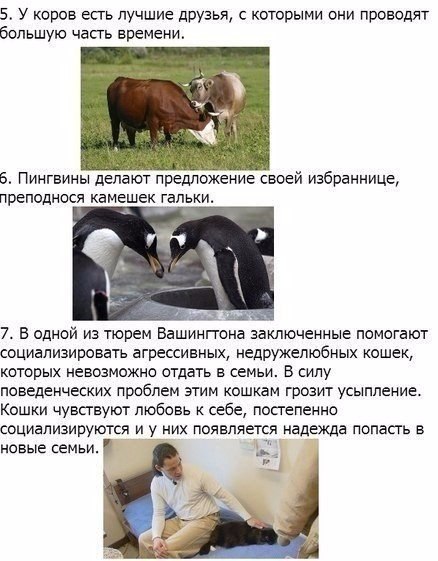 Божьи твари