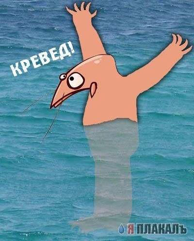 Превед медвед!