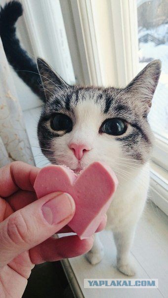Картинки