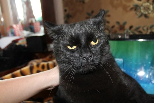 Коты из сети