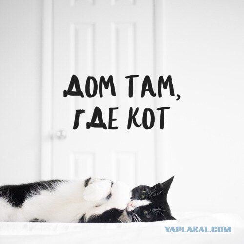 Коты и Кошки