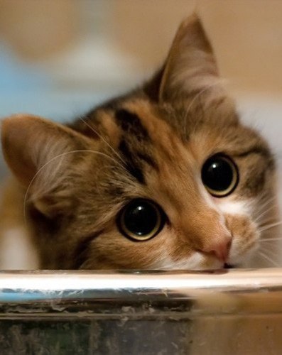 Коты и Кошки