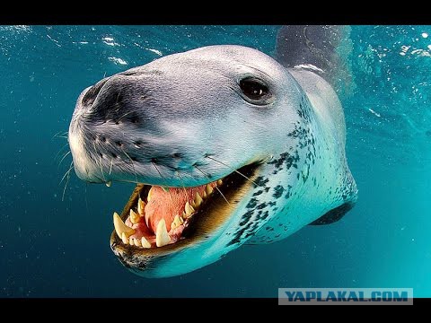 Фу! Совсем не вкусный!