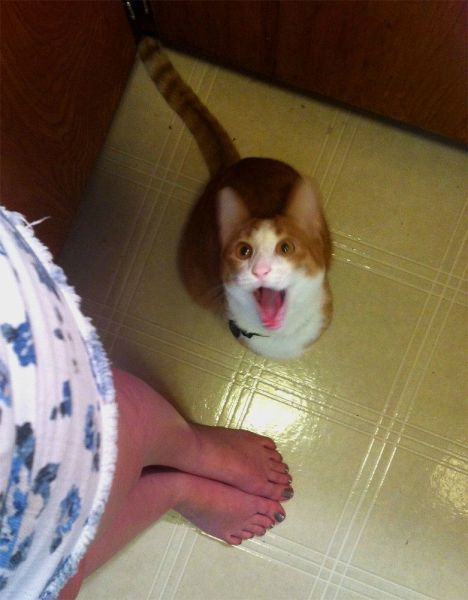 Коты и Кошки