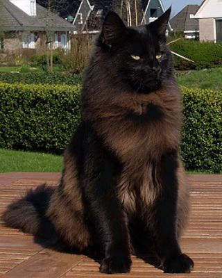 Котовторник 23/05/2017