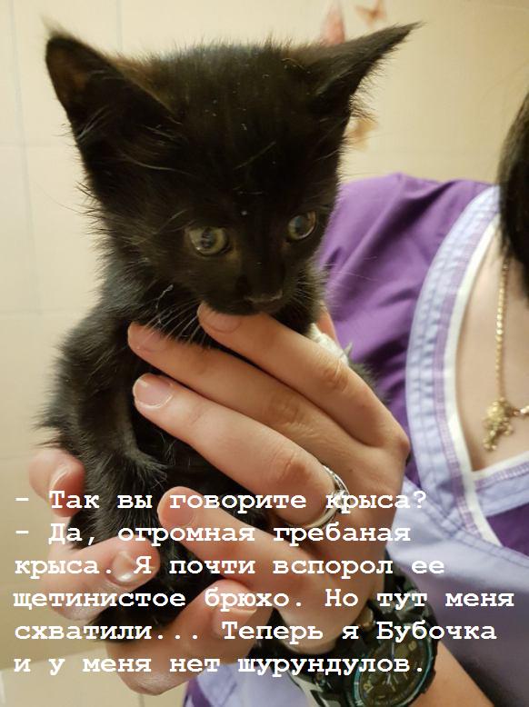 Спасти рядового Бубочку