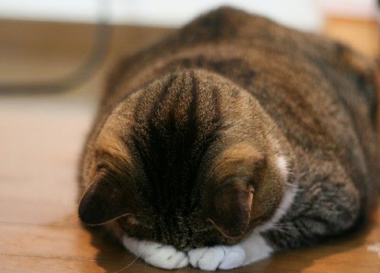 Коты и Кошки