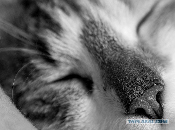 Даёшь Котовторник на ЯПе! (29.07.08)