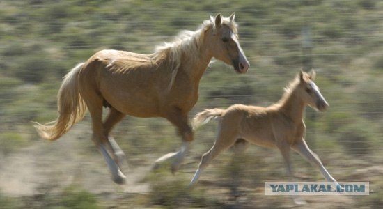 Конец американской легенды?